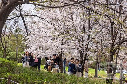 서울 봄꽃 소풍(여의도)