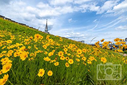 한양도성 금계국