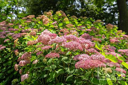 초안산수국동산